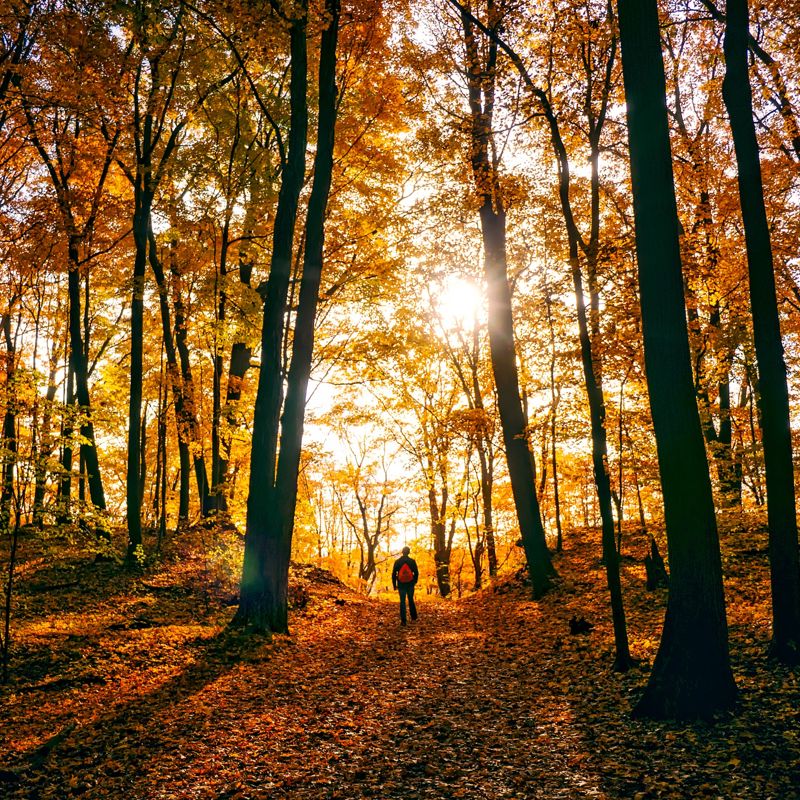 Een wandelaar in het bos met de zon die door door de prachtige herfstbomen schijnt 