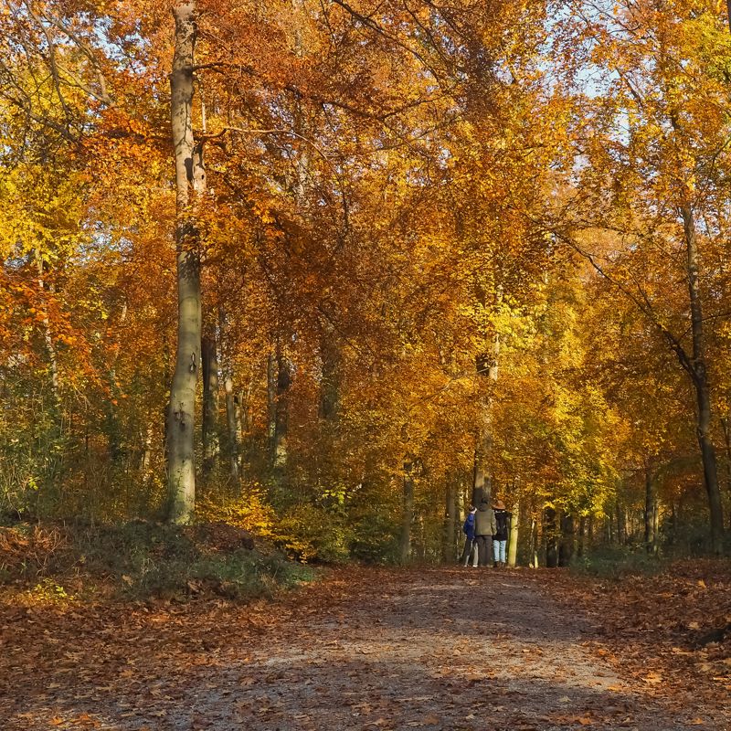 Wandelaars in het bos met herfstbomen