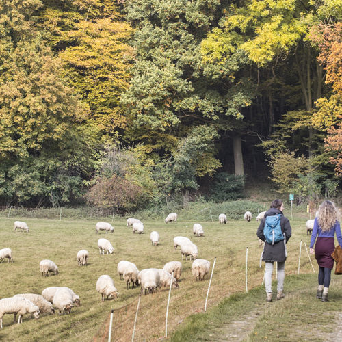 Twee wandelaars maken een hefstwandeling richting het bos langs een wei met schapen