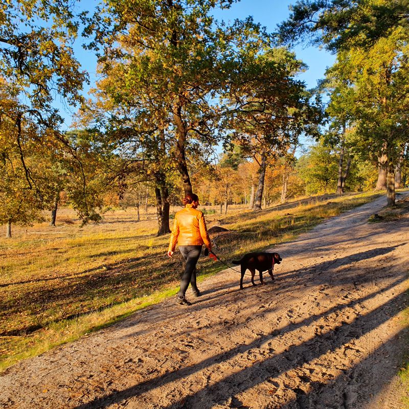 Vrouw maakt een herfstwandeling in de Brunssummerheide samen met haar hond