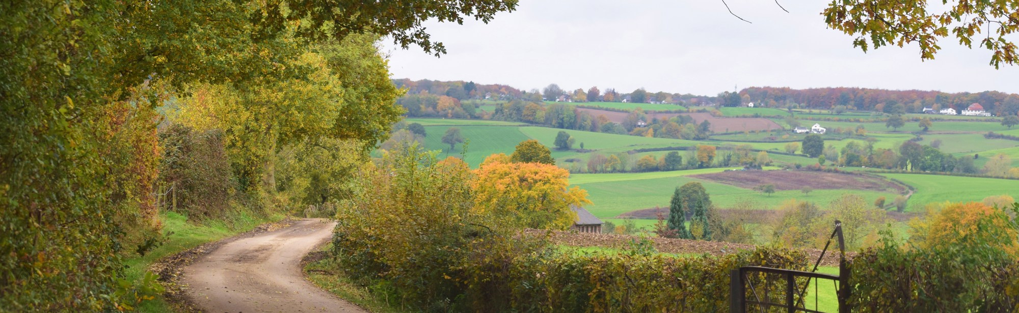 Landweg in herfstlandschap