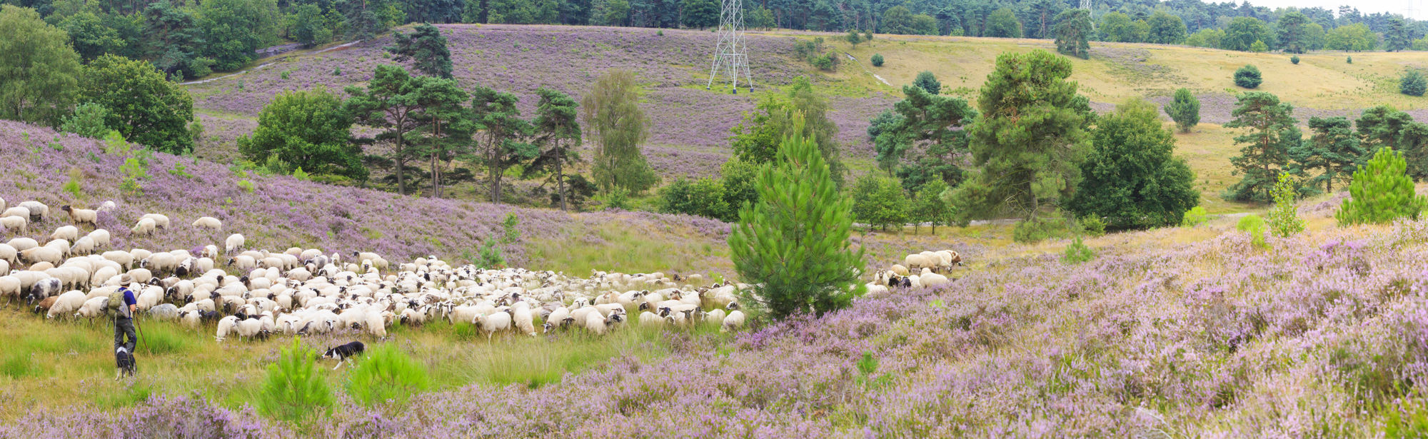Een herder met zijn schaapskudde op de Brunssummerheide