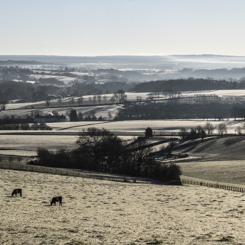 Winters Landschap Zuid Limburg met grazende koeien