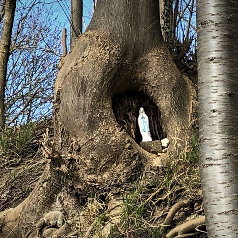 Een mariabeeld staat verstopt in een holletje van een boom
