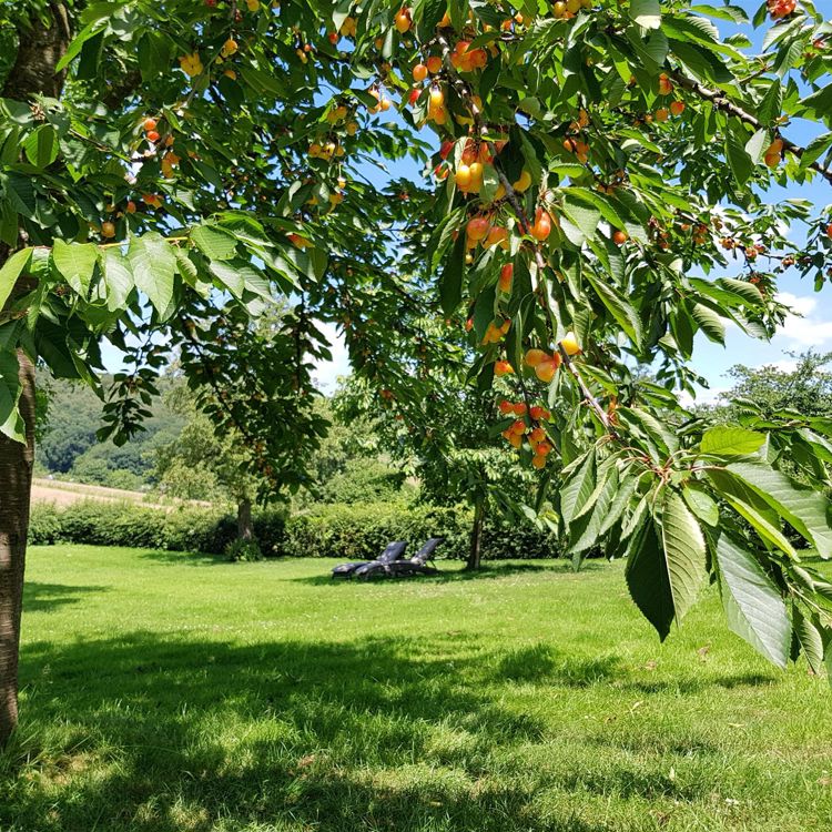 Buitenverblijf Herfse Mechelen Fruitbomen Vakantiewoning