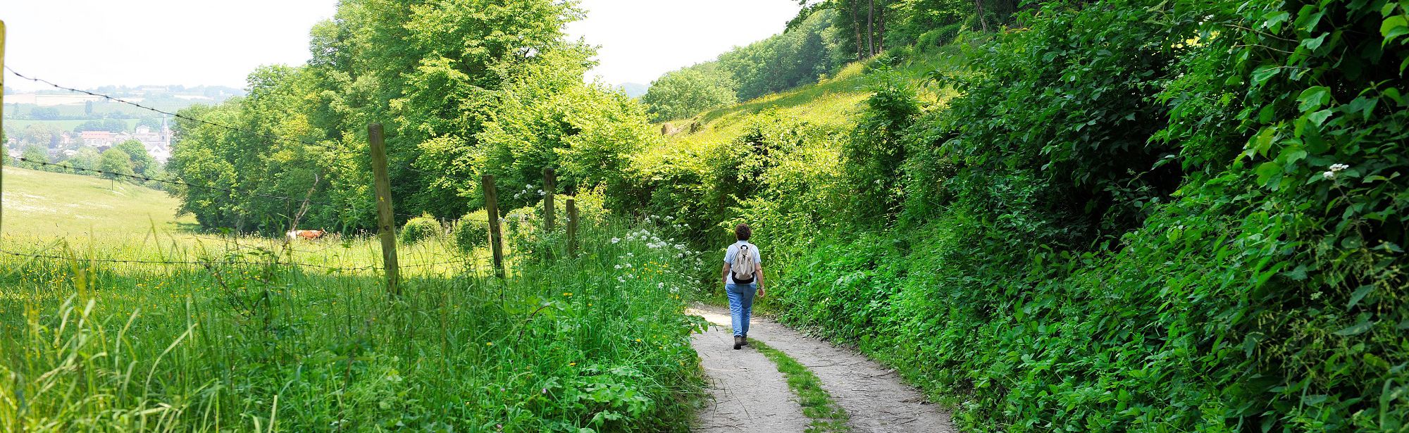 Wandelaar in Gerendal op het wandelpad langs de groene struiken en bomen