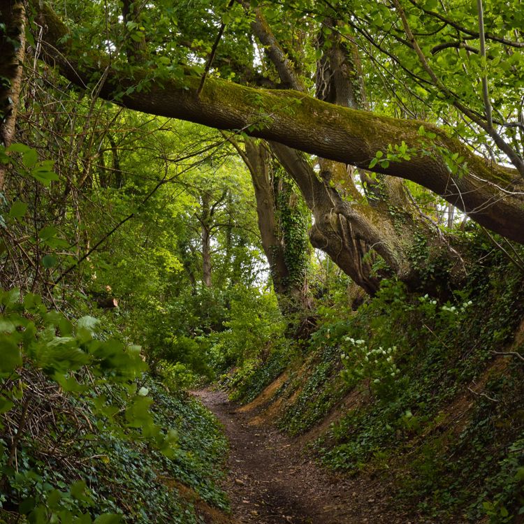Een holle weg in het bos met afbuigende bomen