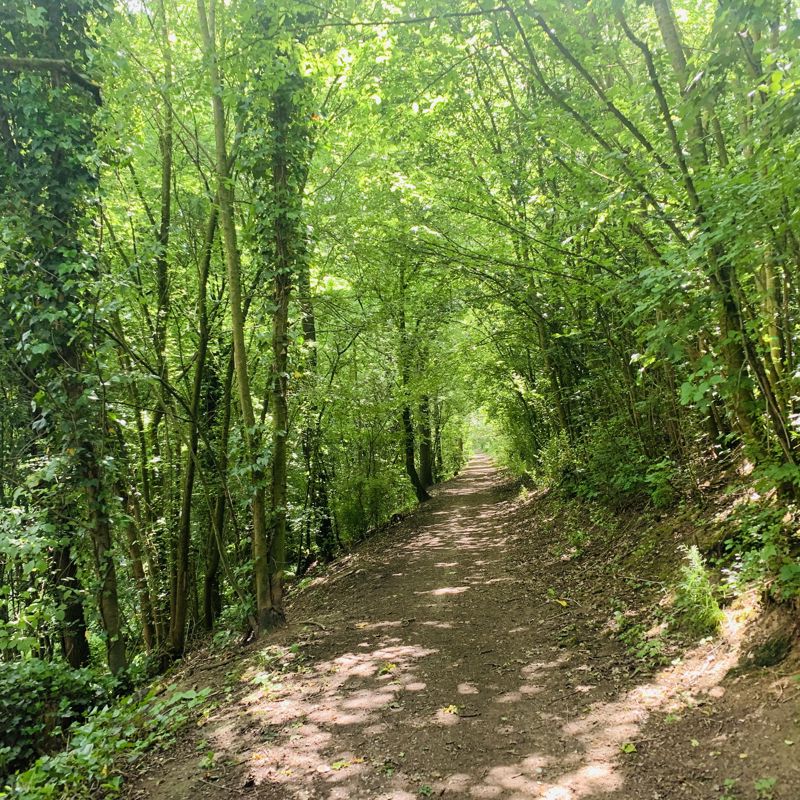 Een groen bospad langs de Romeinse Via Belgica
