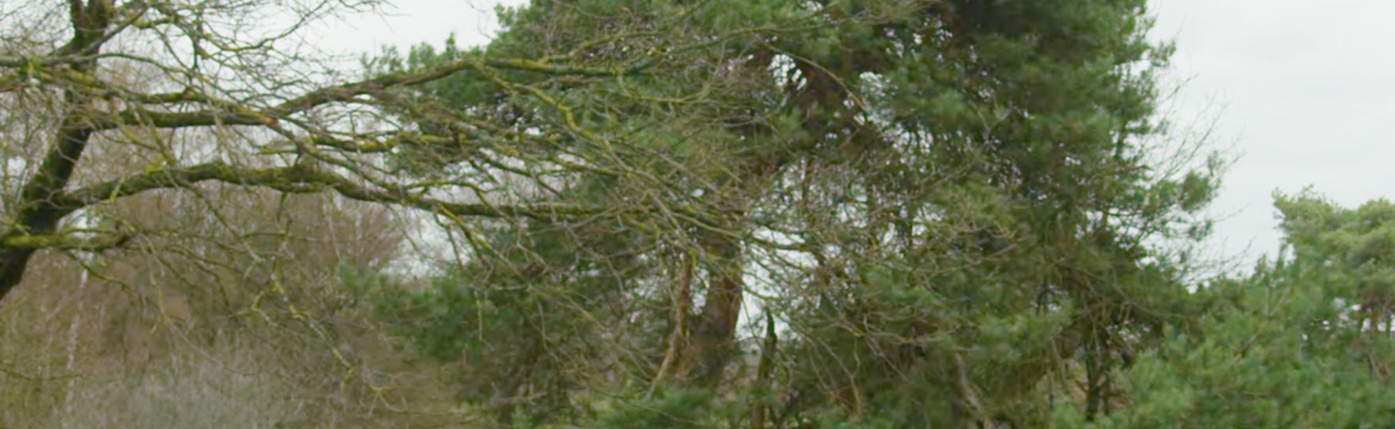 Een boom en groene struiken