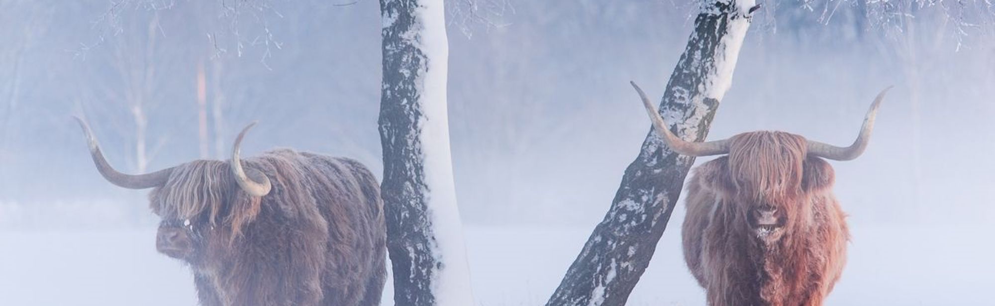 Twee schotse hooglanders staan bij een boom in de sneeuw