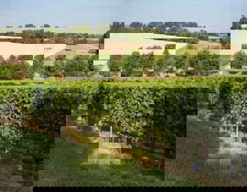 Wijngaard met bomen en heuvels op de achtergrond.