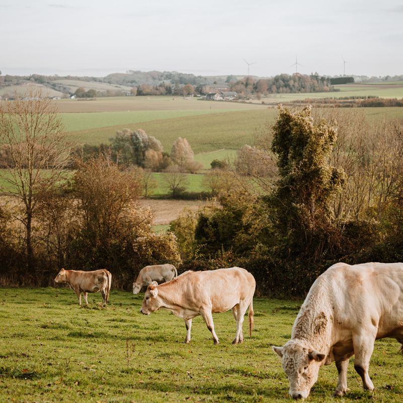 Koeien in de Zuid-Limburgse heuvels tijdens de herfst