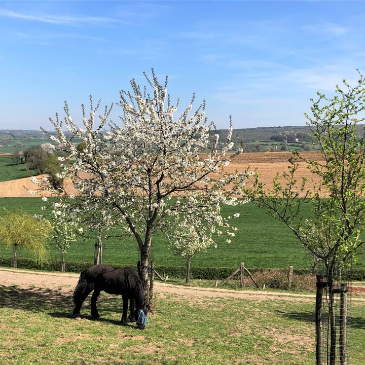 Paard is aan het grazen bij een bloesemboom