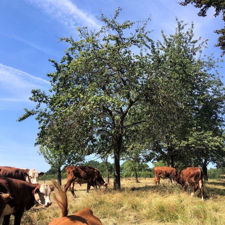 Een kudde runderen graast bij de hoogstambomen op een zonnige dag