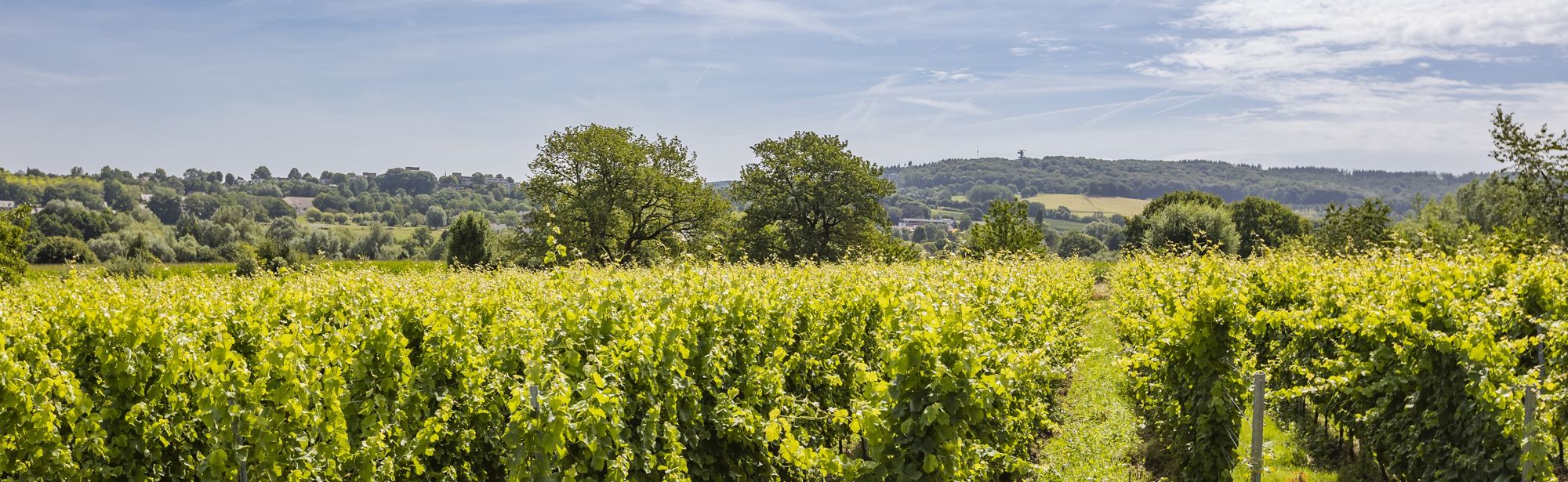 De wijngaarden van Domein Holset met uitzicht op de uitkijktoren in Vaals