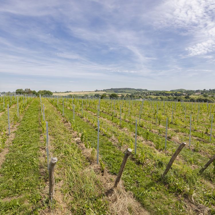 Weids uitzicht over de jonge aanplant van wijnranken bij Domein Holset