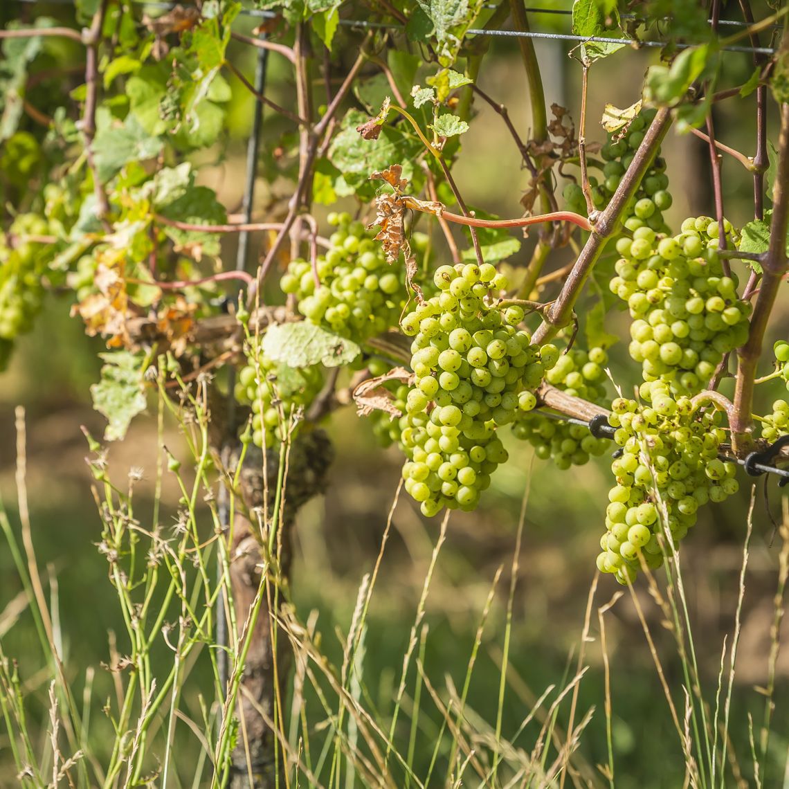 Flinke druiventrossen in de wijngaarden van St. Martinus in augustus