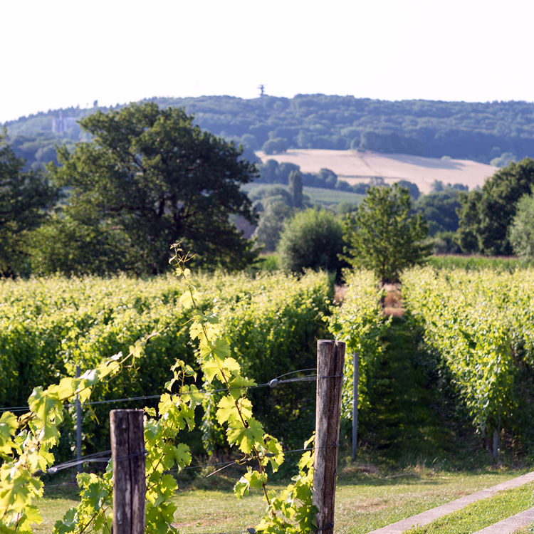 Wijngaarden van Domein Holset gezien vanaf het terras