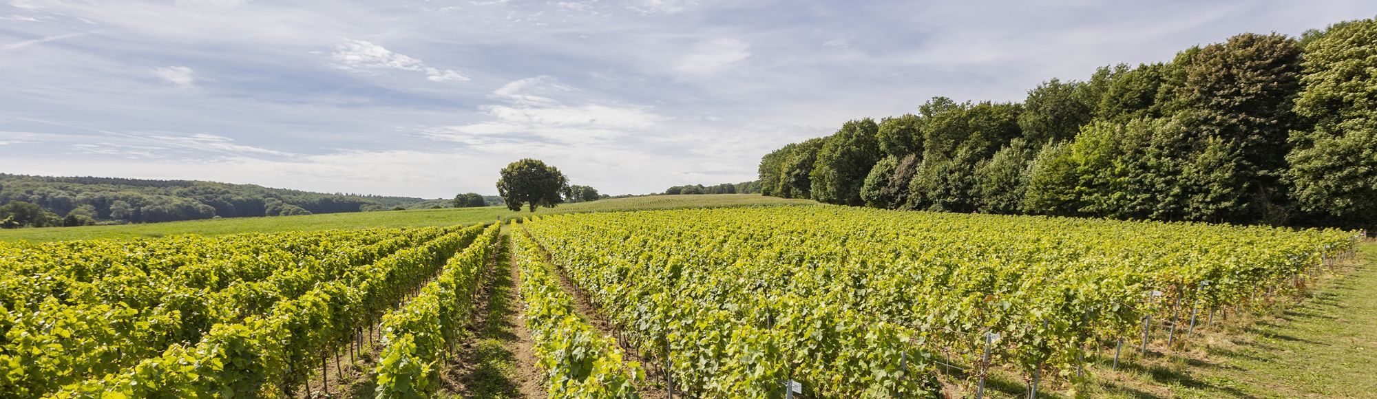 Uitzicht over de wijnranken van locatie Villare van St. Martinus 