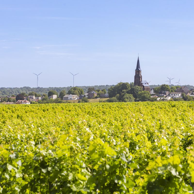 Uitzicht over de toppen van de wijnranken met in de verte de kerk van Vijlen