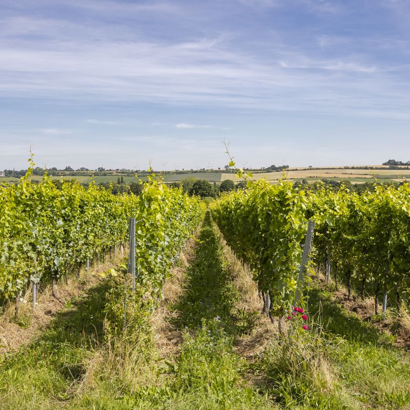 De wijngaarden van Domein Holset op een zonnige dag rijken tot ver in het landschap