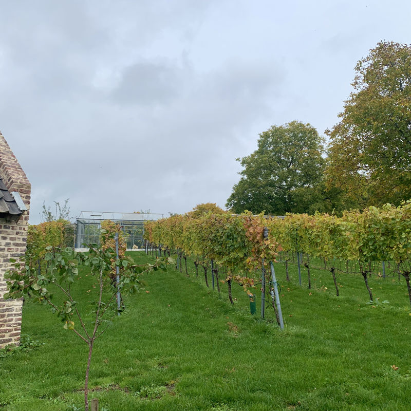 Rijen druivenstokken van Fort Sanderbout met een bakhuisje in de wijngaard