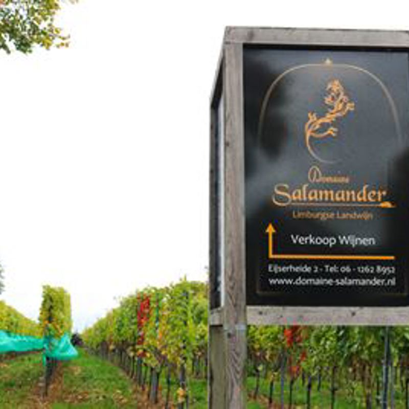 Bord van wijngaard Salamander 