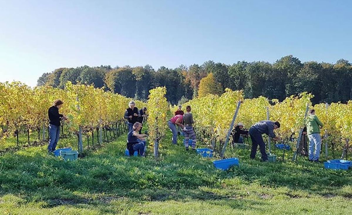 Mensen die druiven plukken in een wijngaard