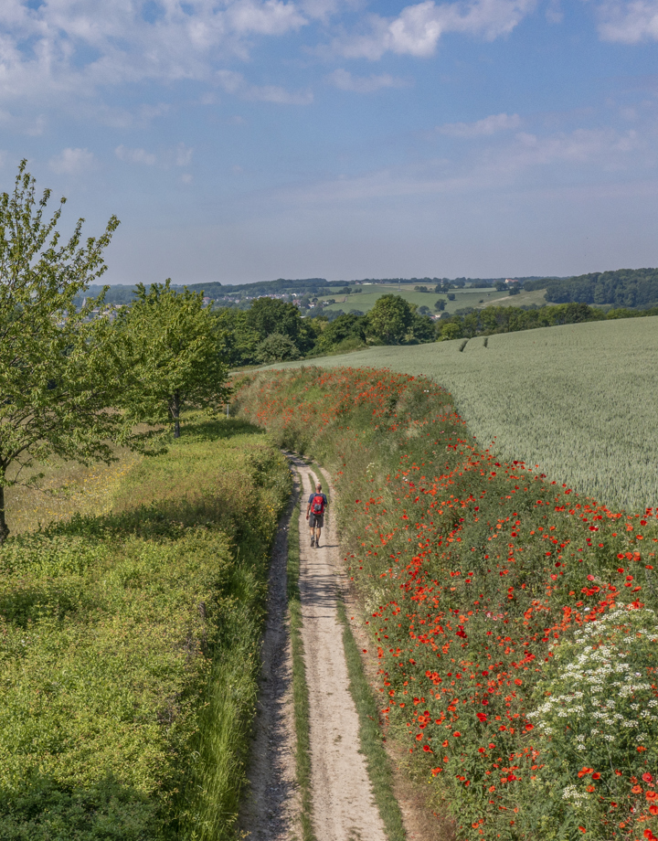 Een wandelaar loopt door de glooiende heuvels en een holle weg met klaprozen 