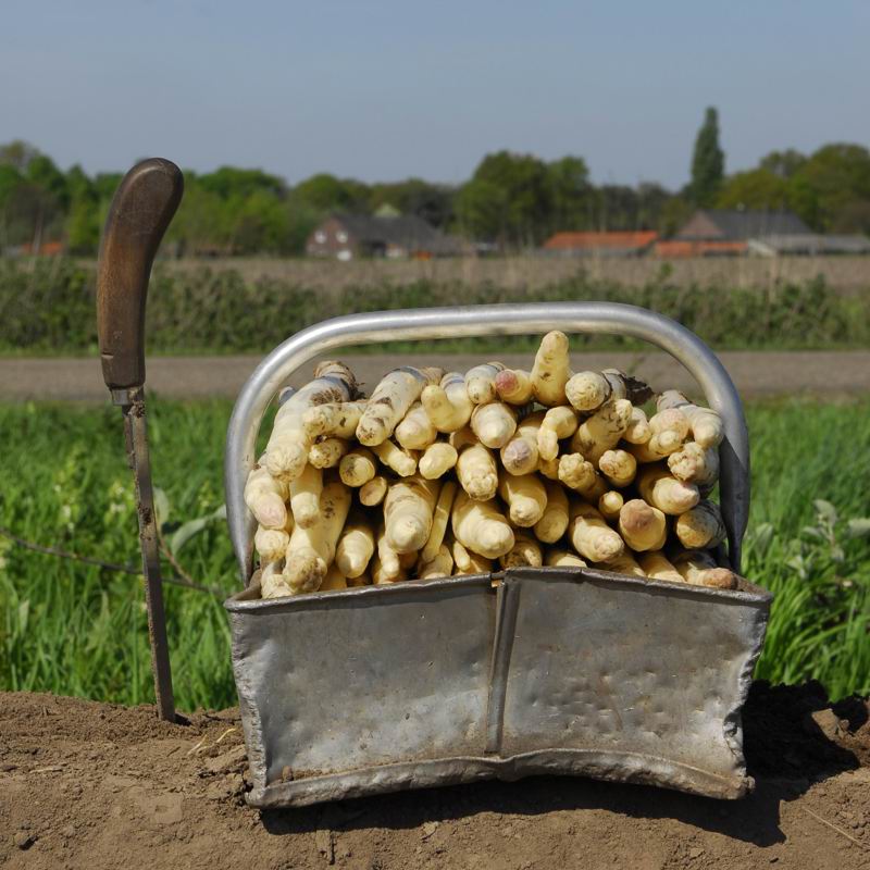 Een ijzeren bak gevuld met verse asperges net uit de grond gestoken uit dit weiland
