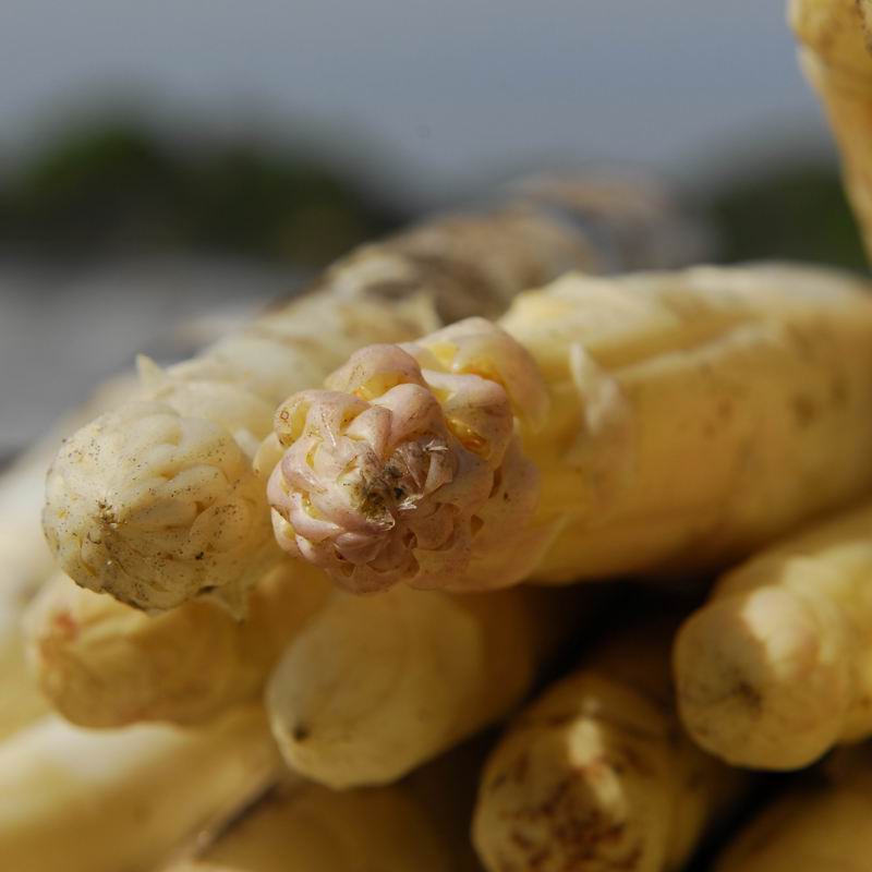 Een close-up shot van een aspergekopje