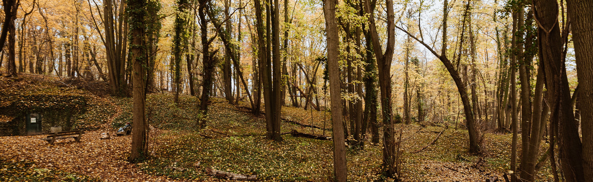 Wandel vanuit het herfstachtige Savelsbos richting de vuursteenmijn Rijckholt verborgen onder de wortels van de bomen