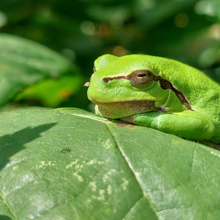 Close-up foto van een groene boomkikker die op een blad ligt