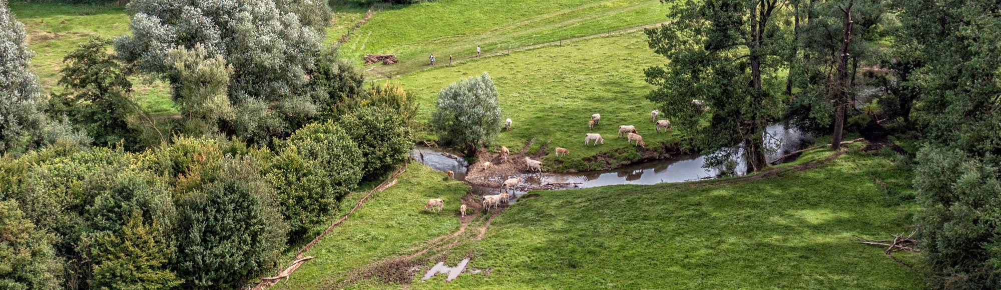 Luchtfoto waarop koeien rondom de Geul zijn te zien, in een groene omgeving en heuvels op de achtergrond. 