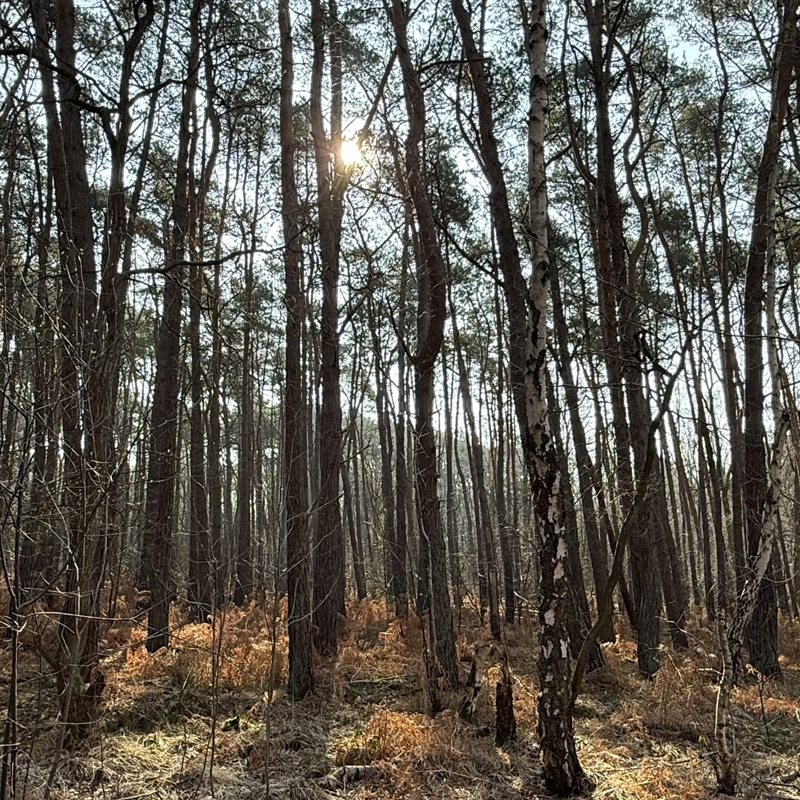 De zon schijnt voorzichtig tussen de bomen door van het schinveldse bos.