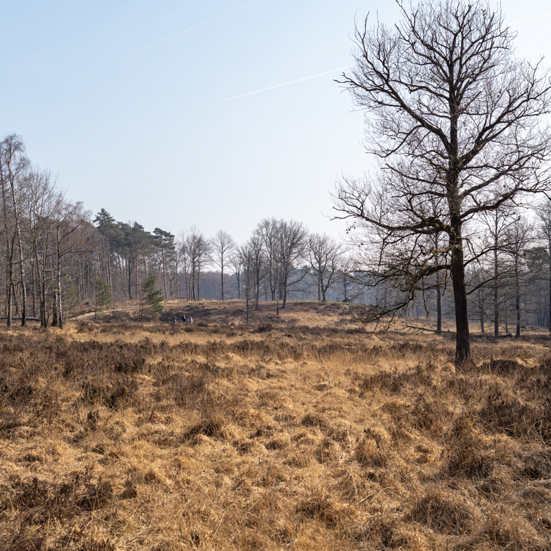 Uitzicht over de heide van het Schutterspark in Brunssum.