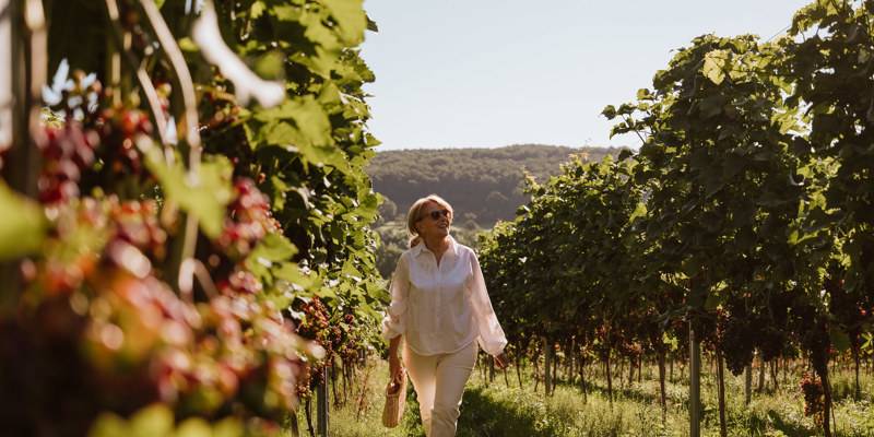 Een wat oudere dame wandelt door de wijnstokken in Slenaken en geniet van het goede leven