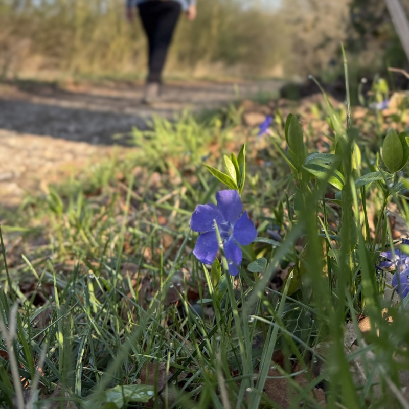 Close-up van een bloemetje in de berm, met een wandelaar op de achtergrond. 