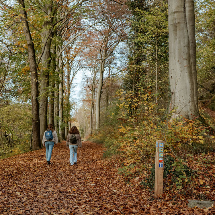 Twee jonge vrouwen zijn een knooppunt gepasseerd en wandelen verder over een herfstig paadje vol bruine herfstbladeren