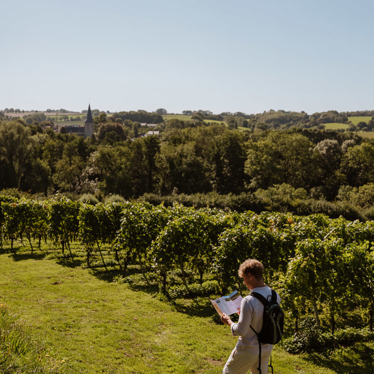 Een man kijkt in de wijnbrochure terwijl hij voor de wijngaard staat