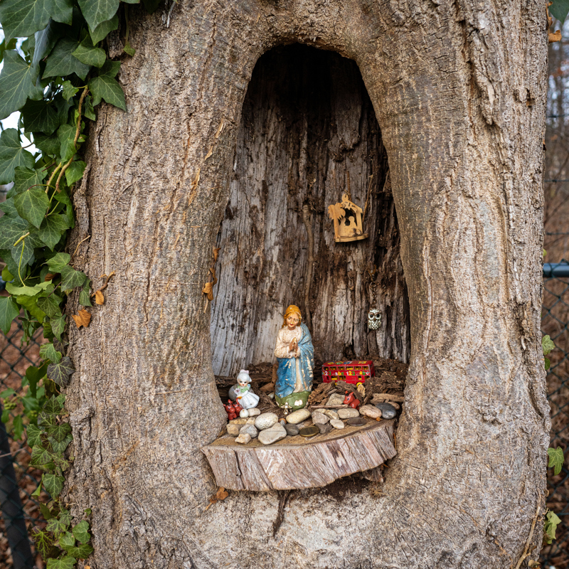 Kerstkribke in uitgeholde boom 