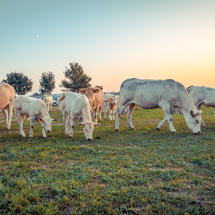 Avondzon met een hoop grazende witte koeien.