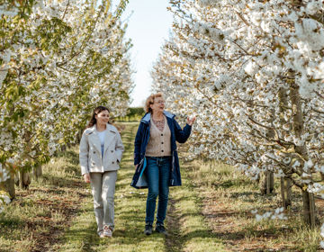 Oma loopt met haar kleindochter tussen de bloesemgaarden op een lentedag,