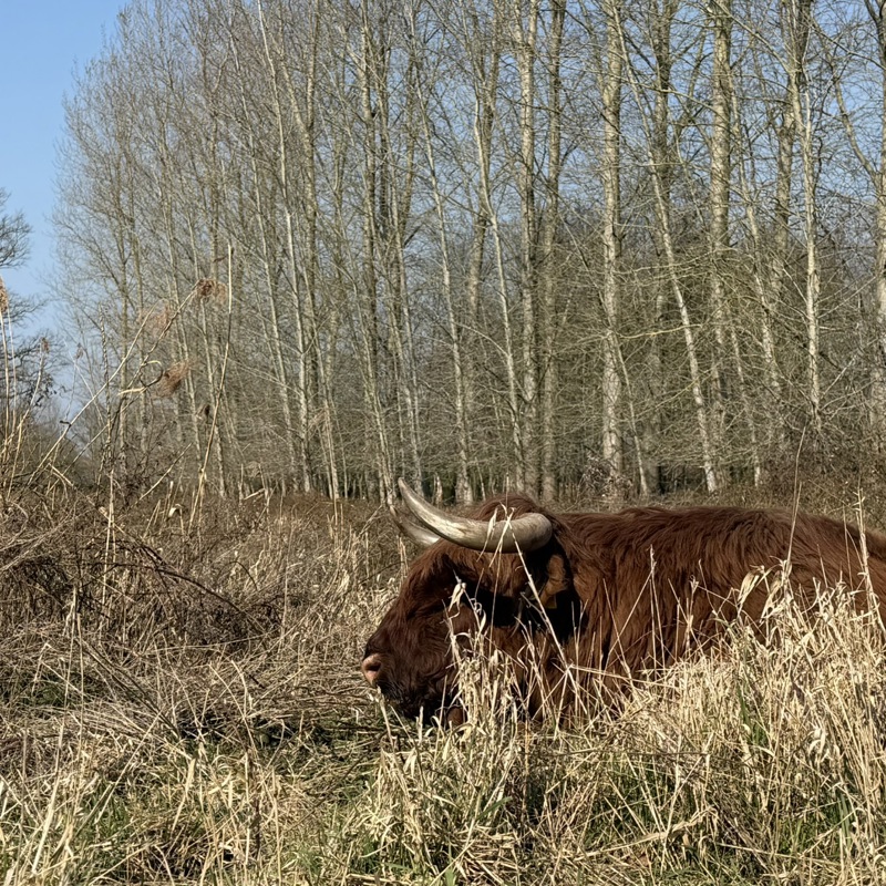 Grote donkerbruine schotse hooglander ligt in het hoge gras aan de rand van het bos.