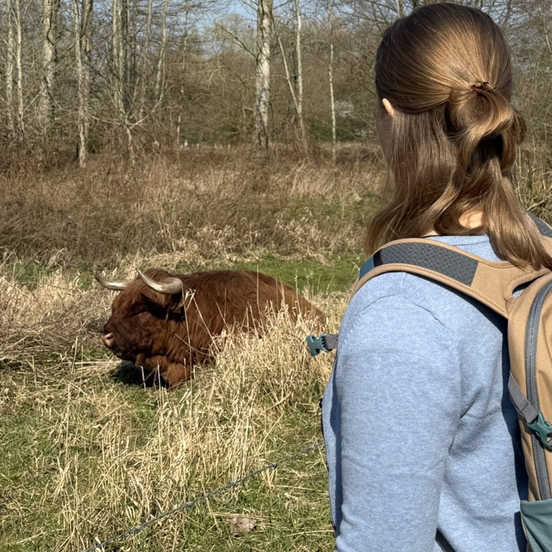 Wandelaar kijkt naar bruine schotse hooglander die in het gras ligt. 