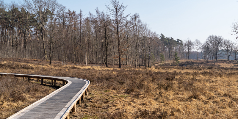 Houten vlonder in een rustig natuurgebied in het Schutterspark. 