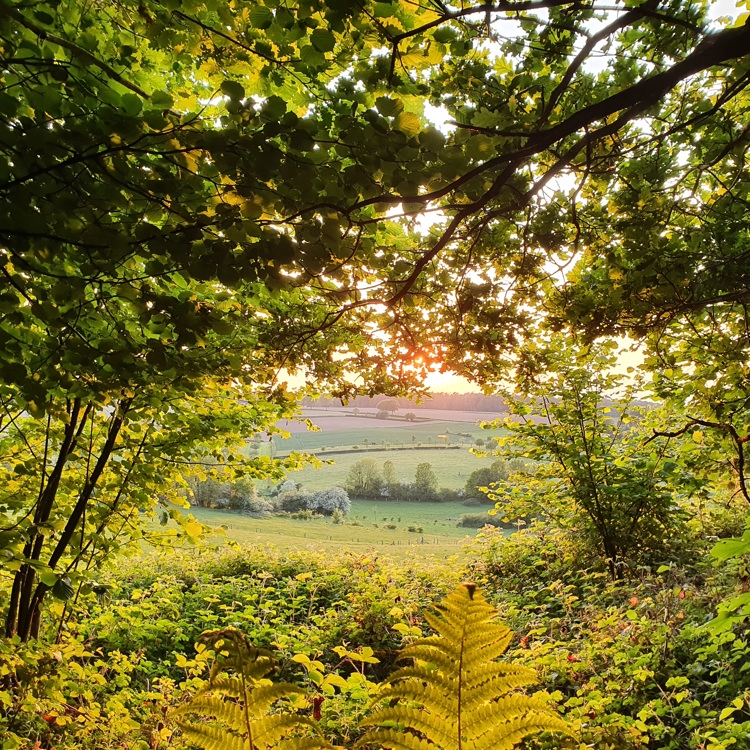 Uitzicht op het Heuvelland vanuit het Vijlenerbos met zonsondergang tussen het bladerdek van bomen en struiken