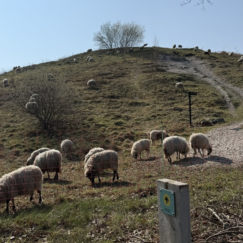 Schaapjes grazen op de voet van een heuvel, in de zon.