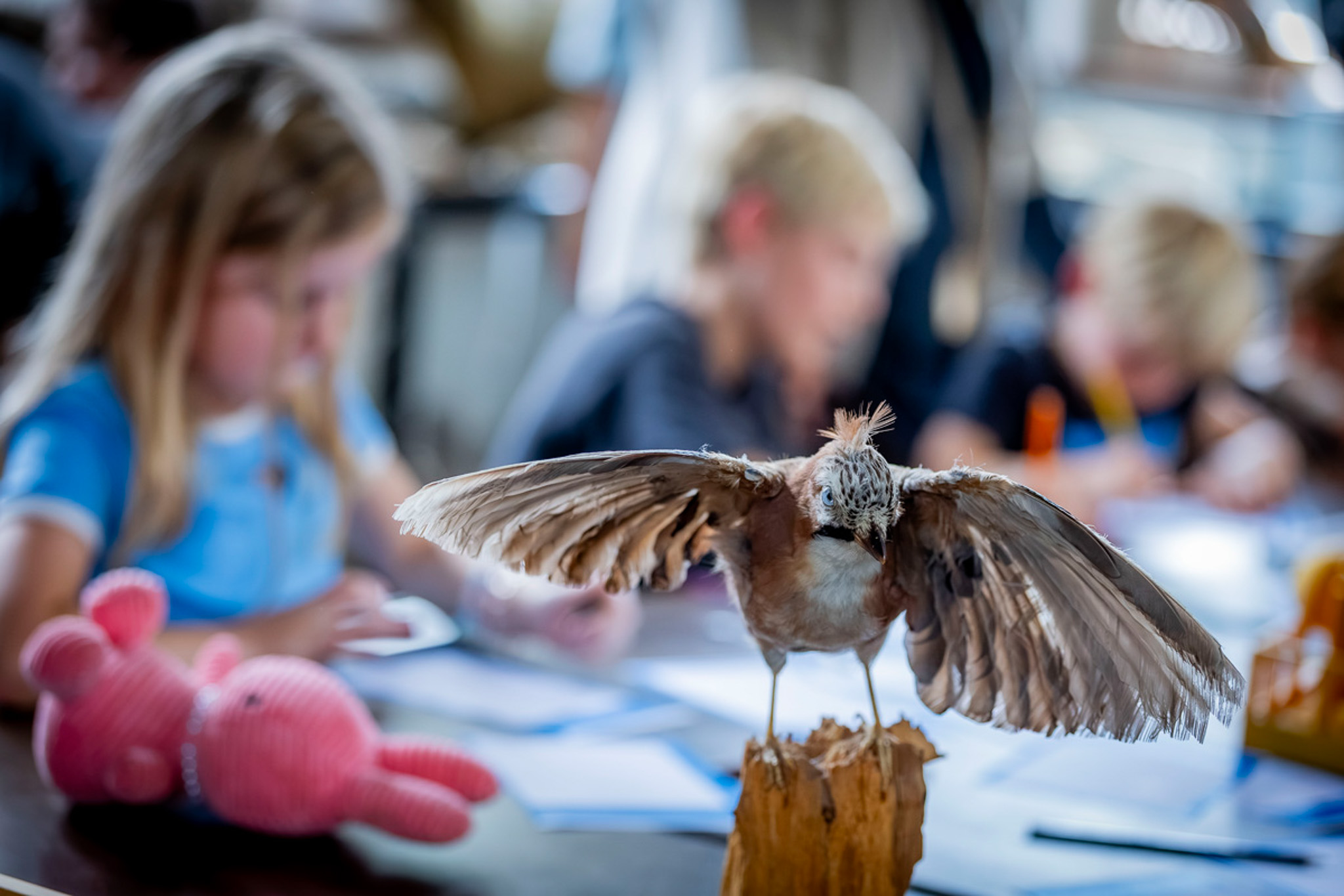 Herfstvakantie in het Natuurhistorisch Museum Maastricht - Dinohappertjes