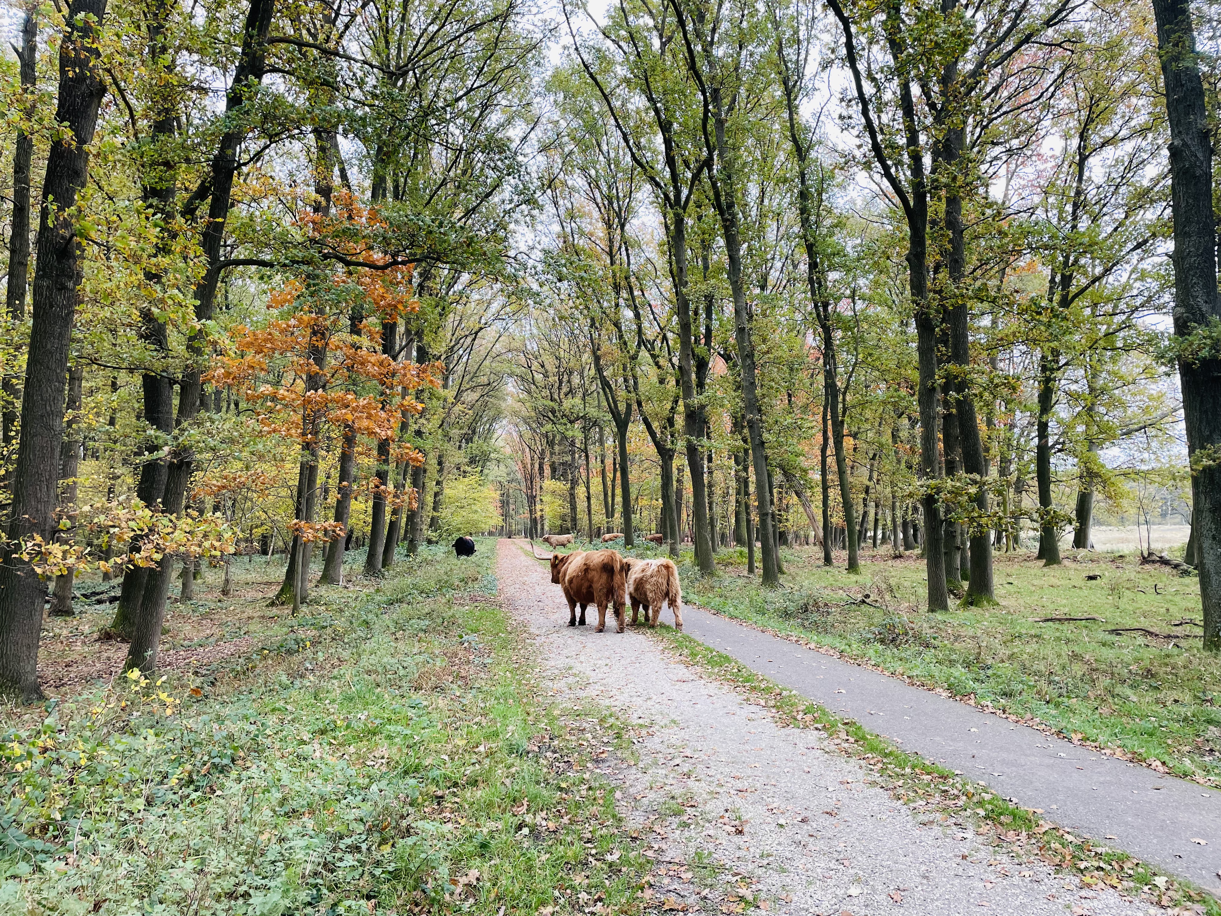 Schinveldse Bossen 